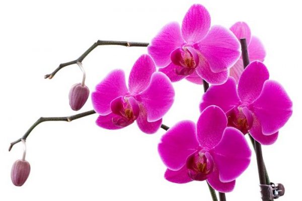 Mile Prpa: Galaksija Vihor orhideja(2)