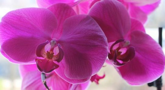 Mile Prpa: Galaksija Vihor orhideja(3)