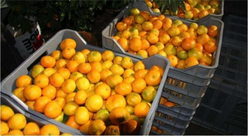 Šokantan oglas: Znate li koliko košta dan branja mandarina u dolini Neretve?