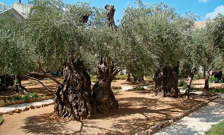 Kako su Hrvati iz BiH rasprodali sve i kupili Getsemanski vrt u kojem je Juda izdao Isusa