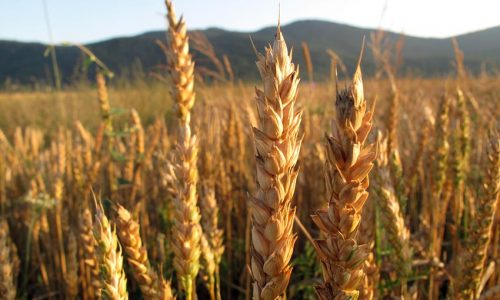 Rusi su ukrali 1.5 milijuna tona žita iz okupiranih područja