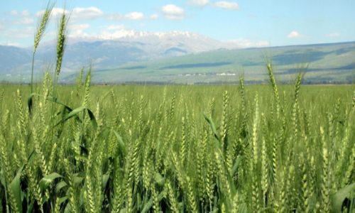 Protiv gladi genetski modificiranom pšenicom?