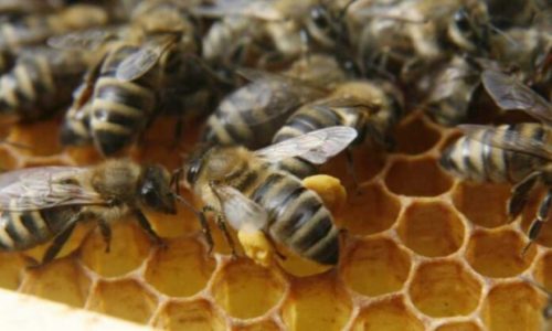 Masovni pomor pčela u Hrvatskoj