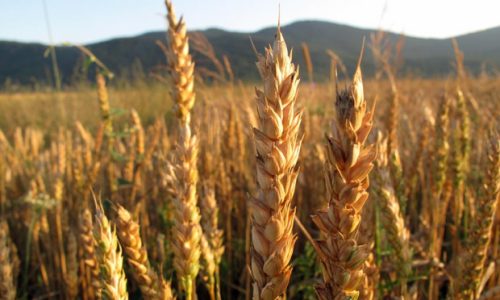 Europska komisija oštro kritizirala Poljsku i Mađarsku zbog zabrane uvoza ukrajinskog žita
