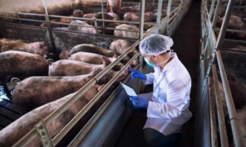 Zabilježen slučaj svinjske afričke kuge u Bosni i Hercegovini