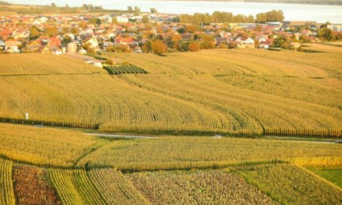 Proizvodnja kukuruza u Hrvatskoj porasla 21,7 posto